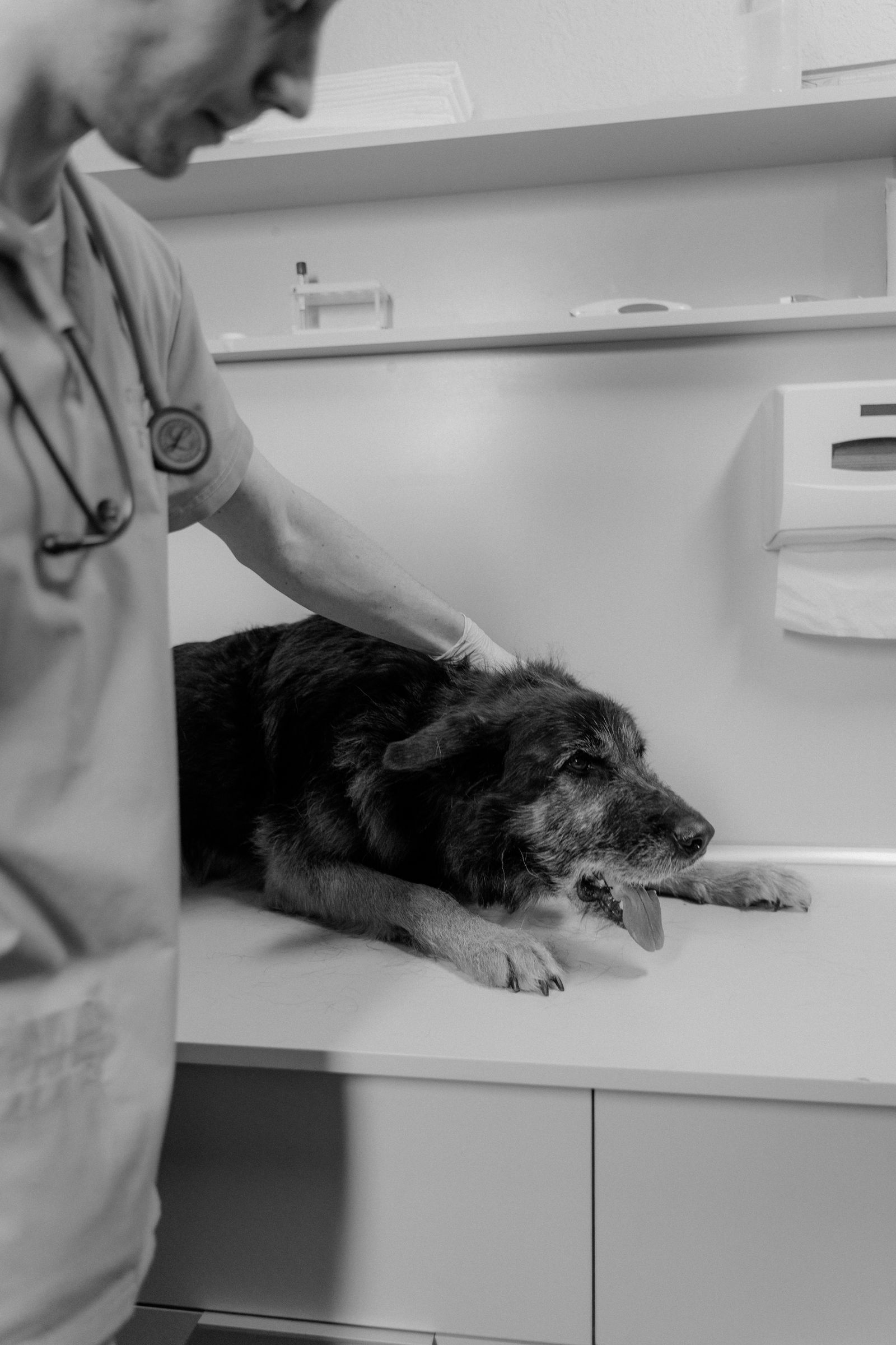 Todo lo que necesitas saber sobre la alergia en perros
