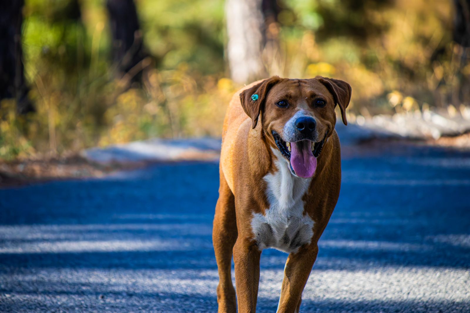 ¿Cómo hacen los perros para regresar a su hogar?