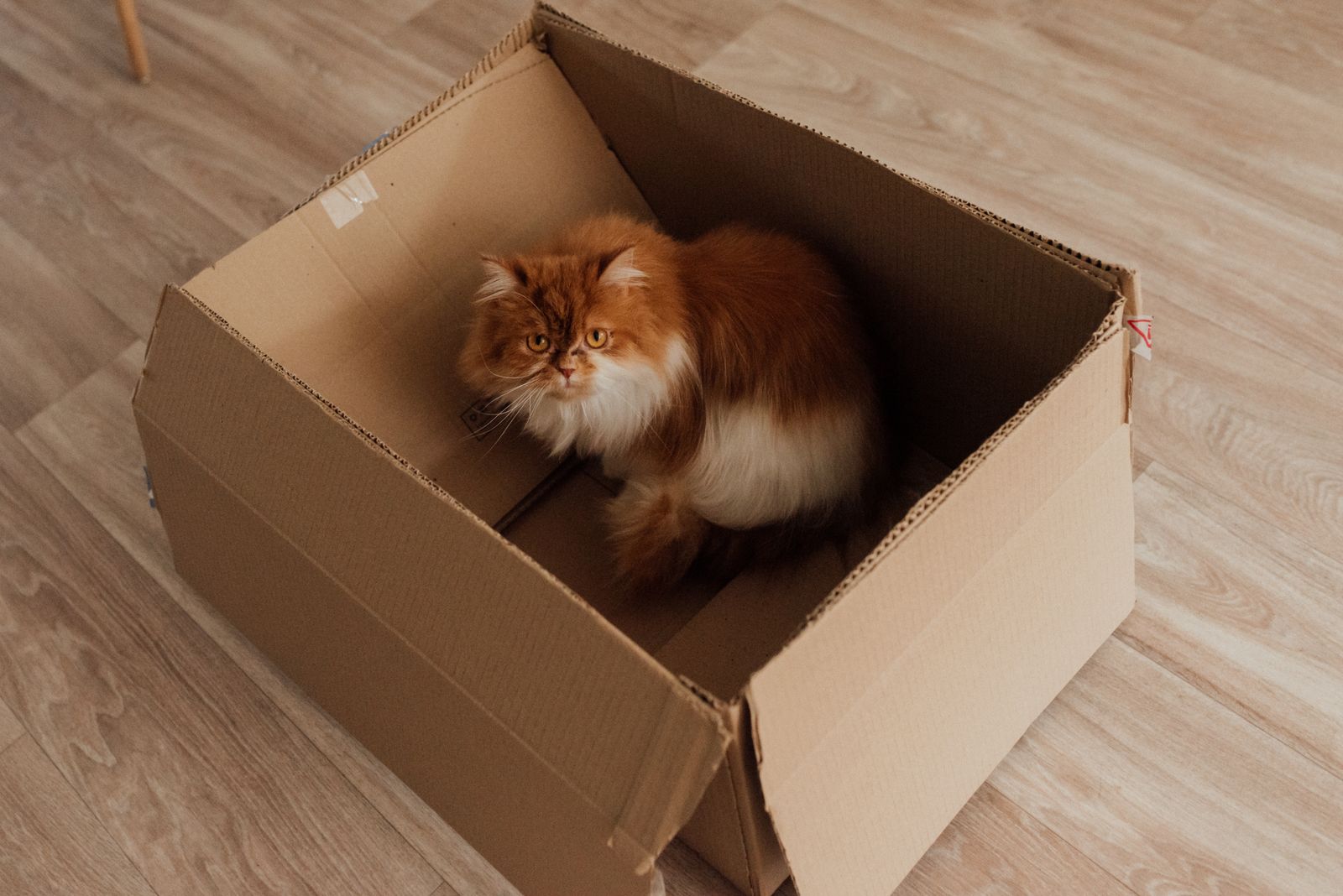 ¿Cómo mudar a un gato de casa?