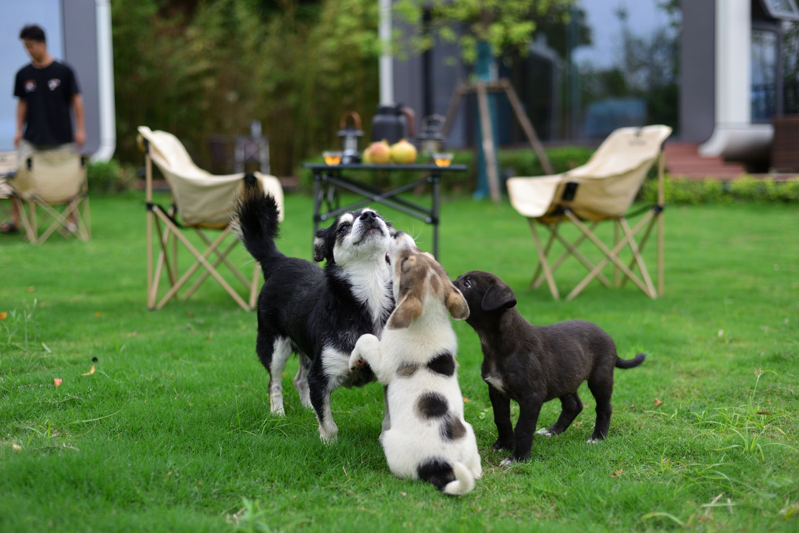 Datos curiosos de los perros: sus genes guían la socialización con humanos