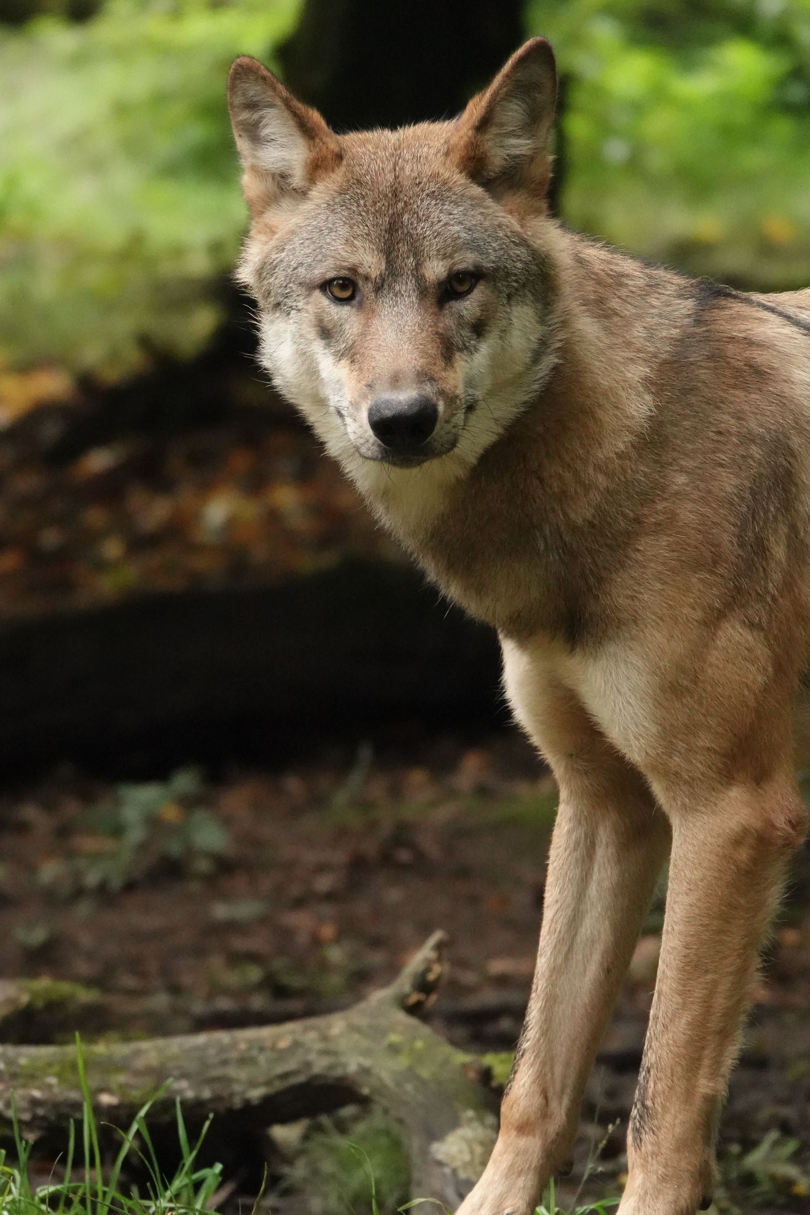 El origen de los perros: de lobos a mascotas