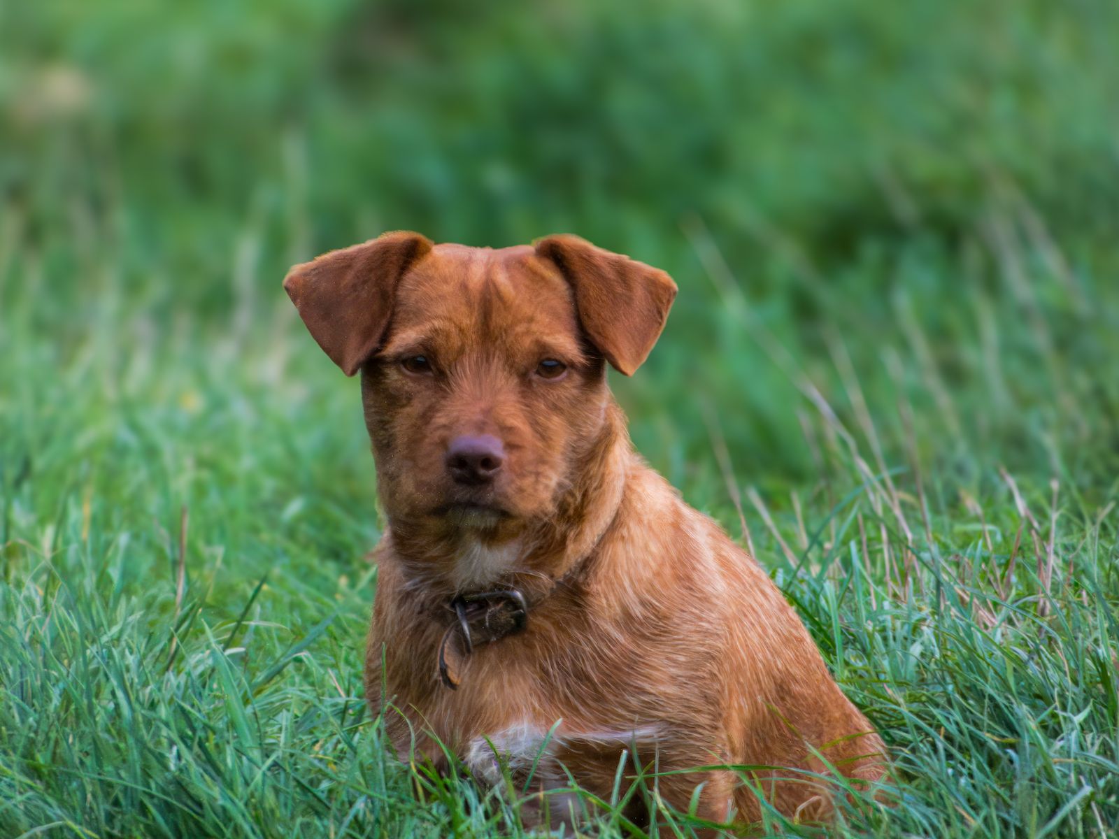 Garrapatas en perros y gatos ¿Qué necesitas saber?