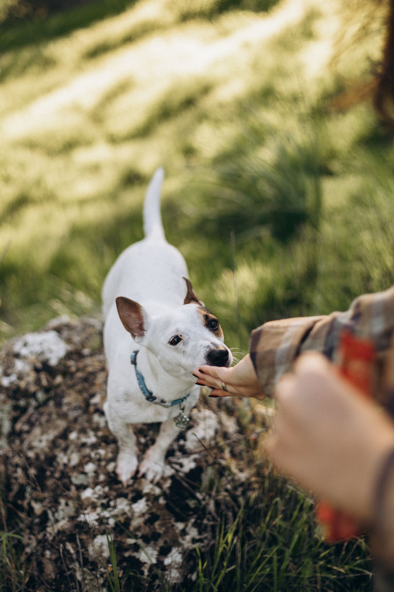 Guía básica: ¿Cómo educar a un cachorro?