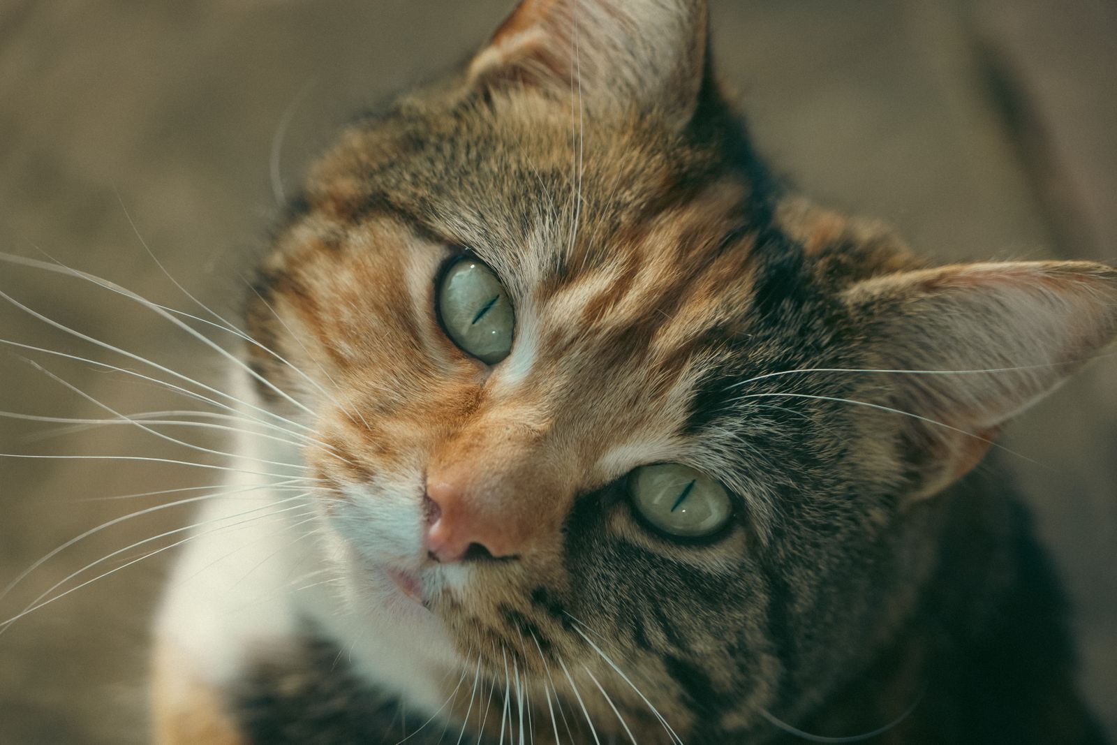 Historia de los gatos: orígenes, características y lenguaje