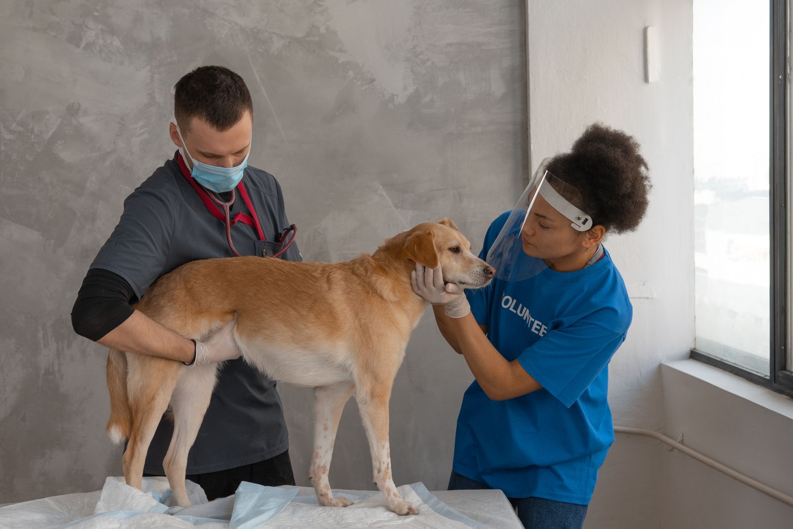 Parche caliente en perros ¿Qué es?