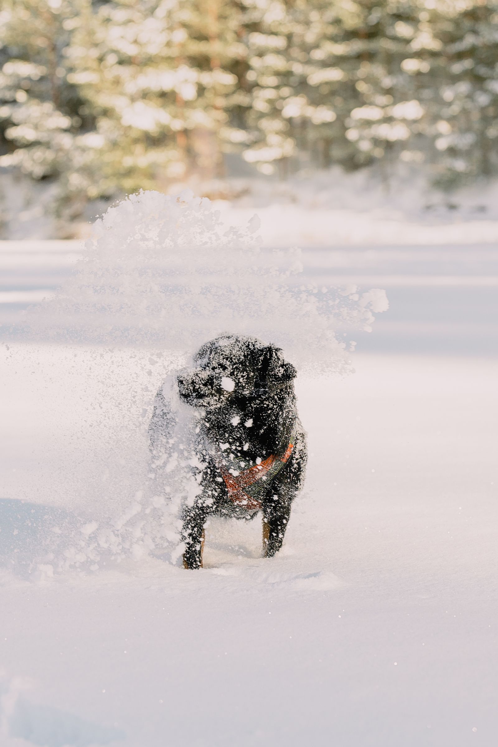 Perros en invierno ¿Cómo mantenerlos activos?