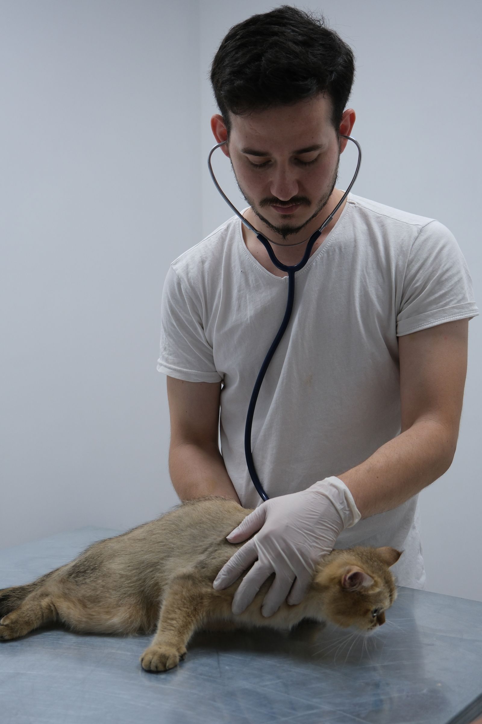 ¿Por qué el veterinario es la clave para cuidar un gato?