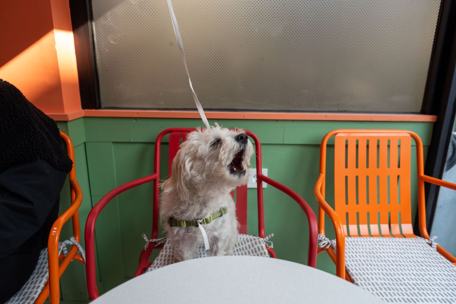 ¿Qué es la cultura pet friendly?