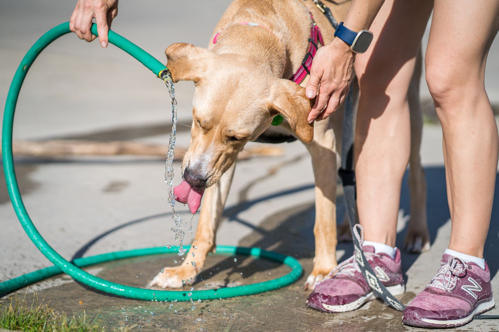 ¿Qué hacer cuando un perro tiene un golpe de calor?