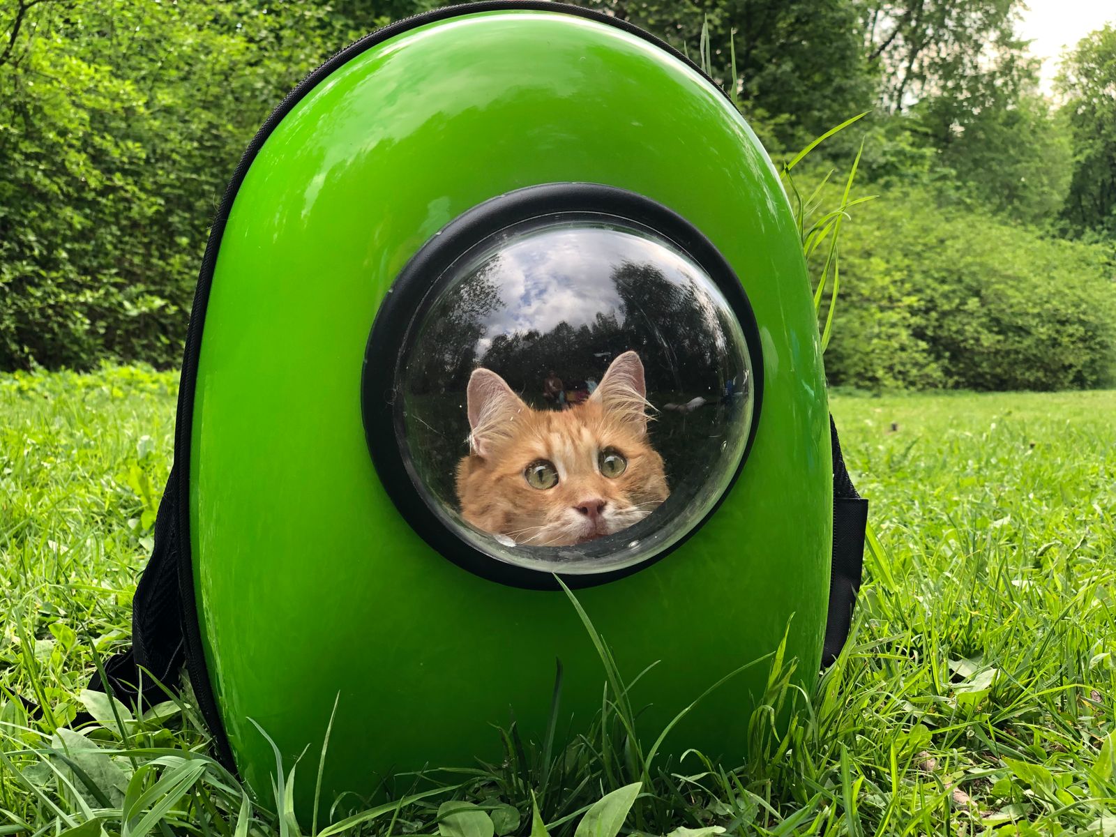¿Se puede llevar a un gato de vacaciones?