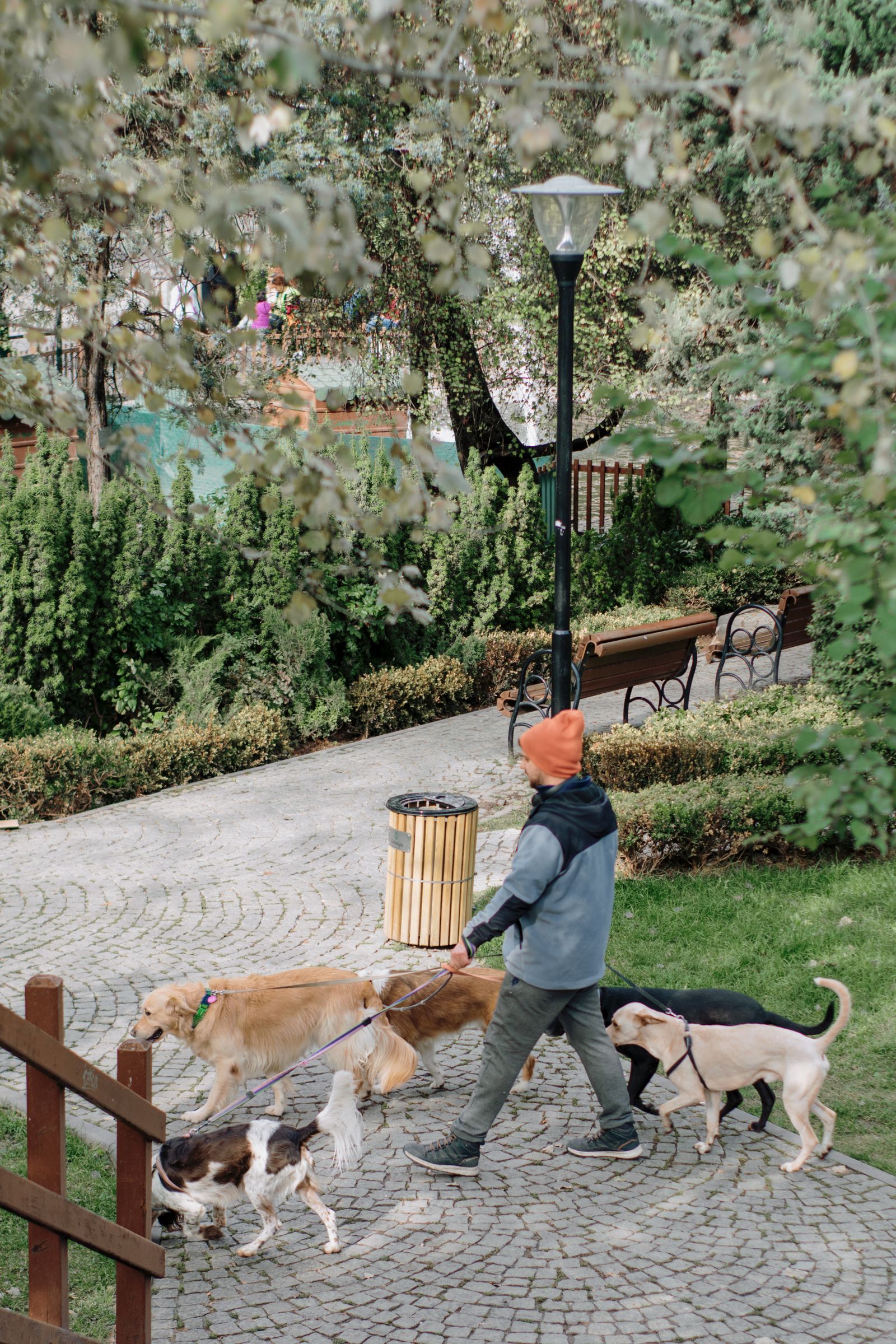 Tips para pasear perros como un profesional
