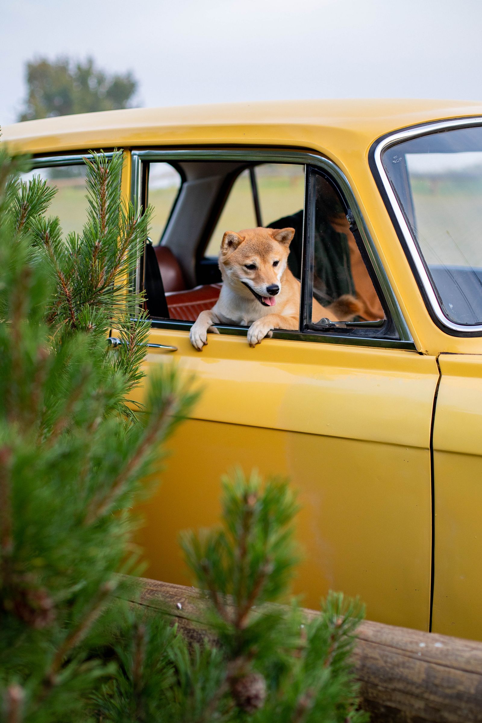 Tips para viajar con perros este verano