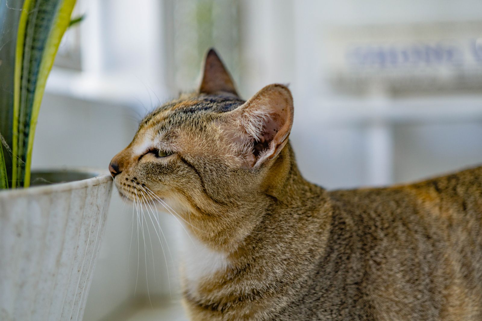 Guía básica de plantas tóxicas para perros y gatos